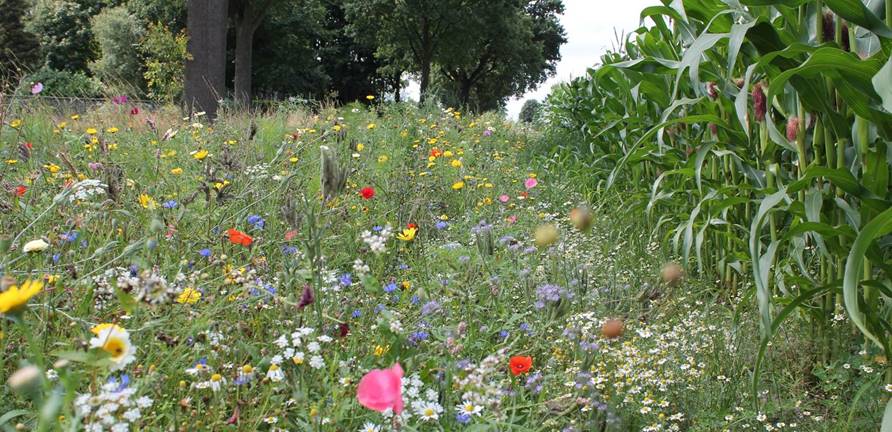 bloemrijke akkerrand
